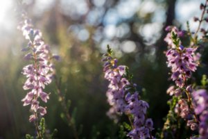 20160816_rabensteine_129