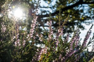 20160816_rabensteine_143