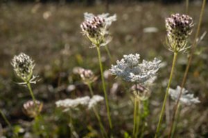 20160907_rossberg_161