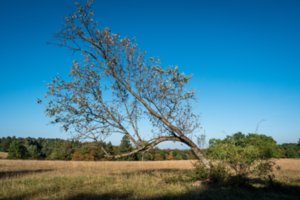 20160907_rossberg_165
